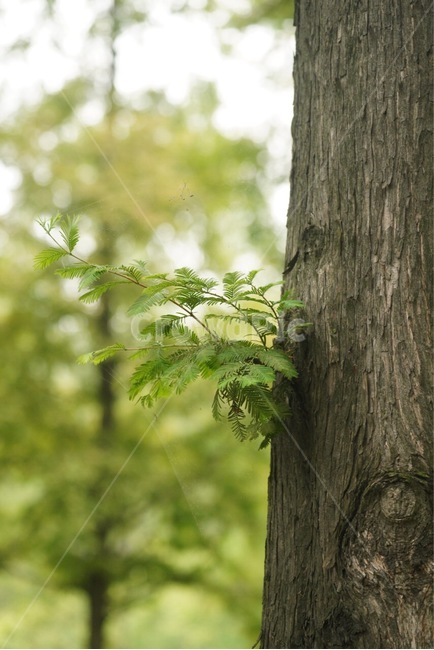 나무,잎새,초록색,계절,여름,tree,leaf,green,summer,나무,trees,wood