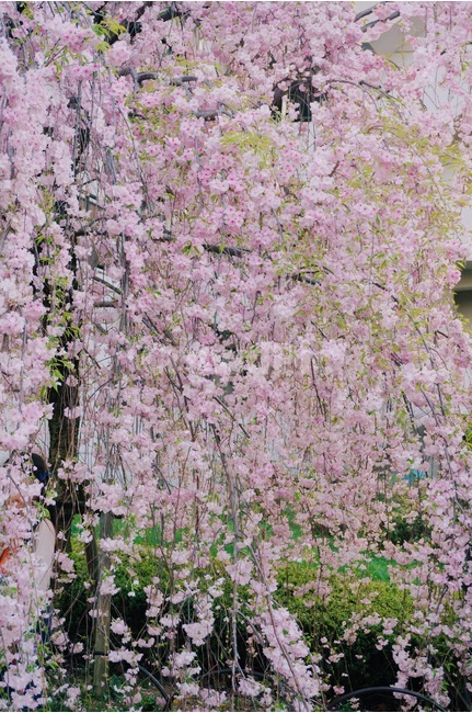 봄,벚꽃,체리블라썸,사쿠라,감성사진,spring,flower,nature,season,꽃핑크,봄꽃,cherryblossomes,자연,벚꽃나무,식물,계절,핑크,벚나무,개화,봄,계절,spring,season,식물,자연,plants,nature,꽃,flower,감성,sensible,feeling,plant,blossom