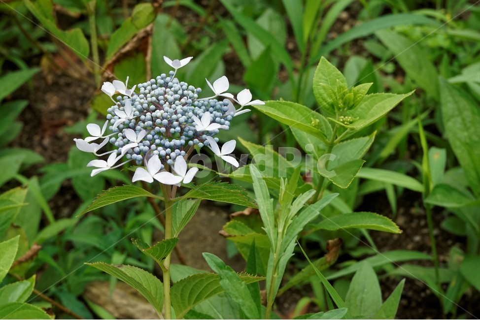 산수국,자연,식물,꽃,flower,bloom,유성화,무성화,가꽃