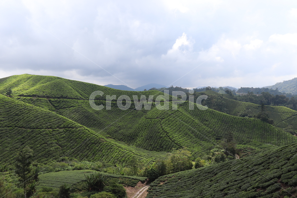 nature,자연,언덕,hill,차밭,차,자연,풍경,nature,landscape,outdoors,옥외