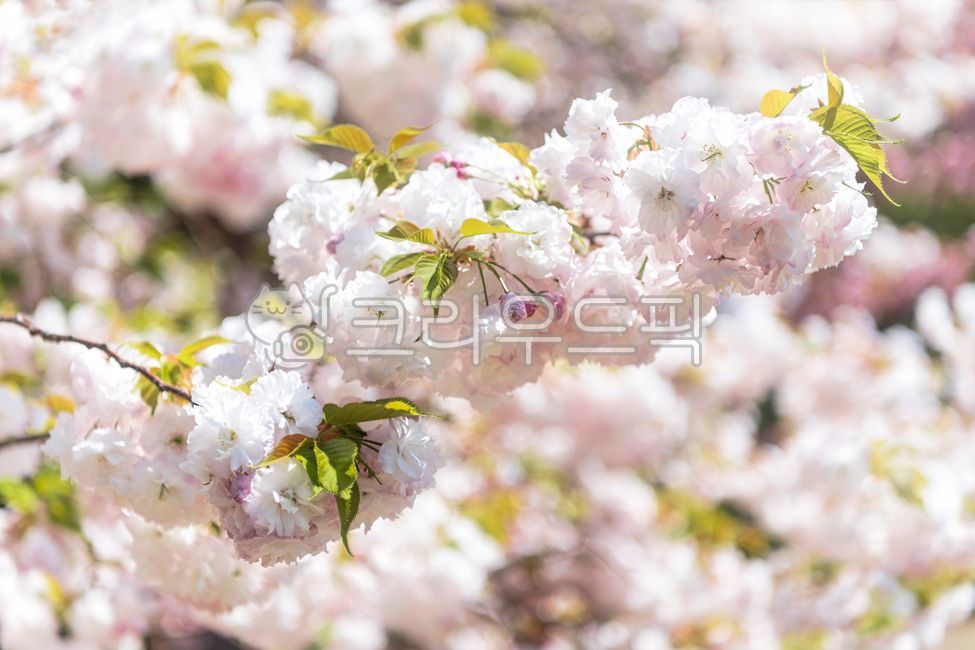 벗꽃,겹벗꽃,분홍색,흰색,봄,꽃,계절,클로즈업,배경,나무,나뭇가지,꽃잎,옥외,식물,개화