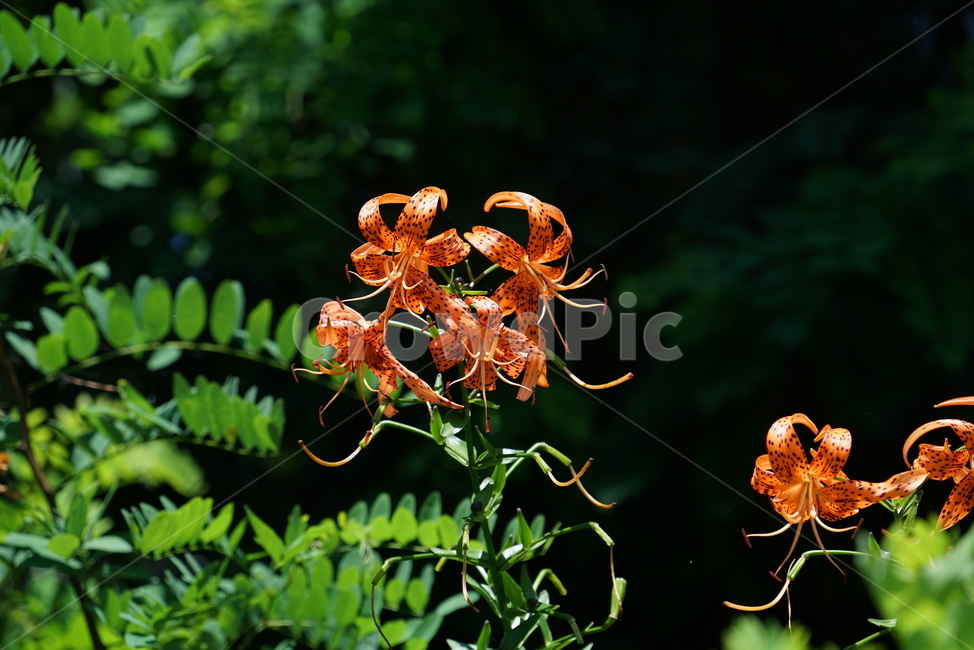 참나리,백합과,하늘나리,털중나리,꽃,하늘밀나리,식물,flower,식물,자연,plants,nature,꽃,flower
