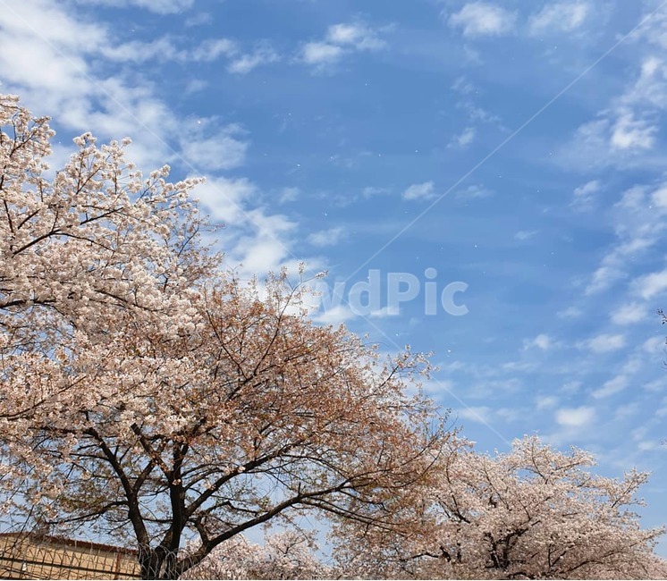 봄,벚꽃,꽃,만개,하늘,flower,spring,sky,화창