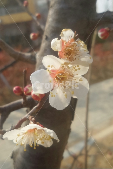 매화,매실나무,식물,일지춘,군자향,식물,자연,plants,nature,꽃,flower
