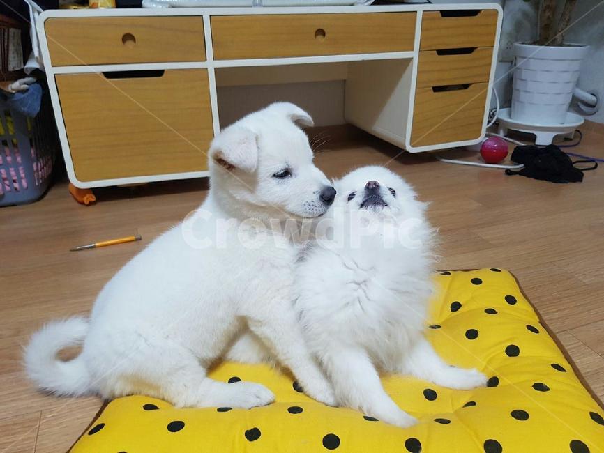 강아지,다정한강아지들,애완견,dog,애완동물