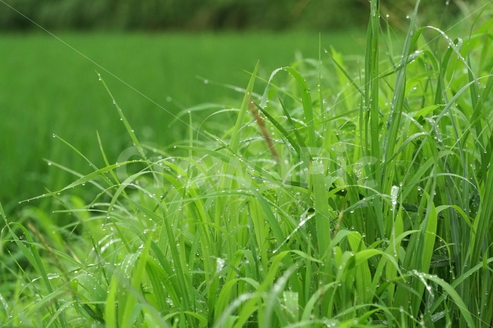 물방울,빗방울,이슬,식물,이파리,자연,비,비온후,아침,흐림,nature,waterdrop,raindrop,빗물,풀,풀잎,시골,논길,밭길,감성,감성사진,힐링,힐링사진,느낌,분위기,신비,신비한,신비로운,유리,구슬,투명한,투명,유리구슬,싱그러운,싱그럽다,싱싱한,싱싱하다,물기,수분,축축한,축축하다,축축,젖은,젖다,한국자연,한국의자연,snap,snapshot,스냅,스냅사진,스넵,스넵사진,풍경,landscape,country,비,비오는날,rain,rainy,식물,자연,plants,nature