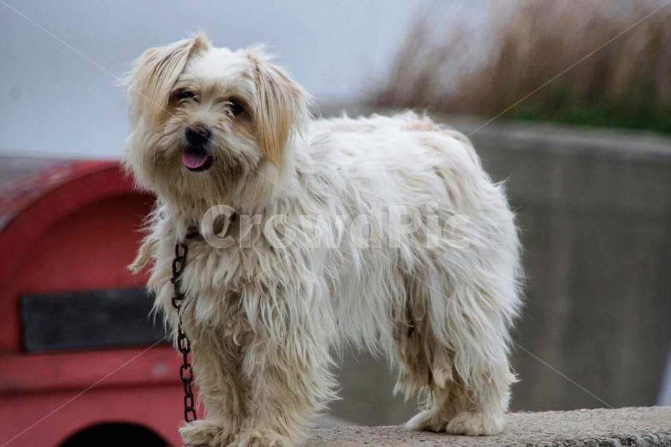 동물,개,흰털강아지,귀요미,animal,dog,white,흰색,삽살개,한국토종,자연,nature,동물,animal,포유류,mammal,개,강아지,dog,doggy