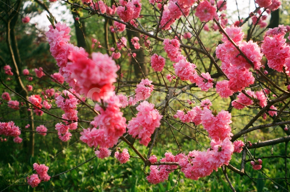 꽃,flower,식물,plant,필름,필름사진,film,blossom,cherryblossom,벚꽃