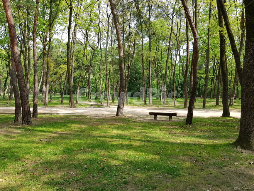 숲길,여름,산,숲,자연,싱그러운,따뜻한,풍경,수원,수원관광지,수원융건릉,융건릉
