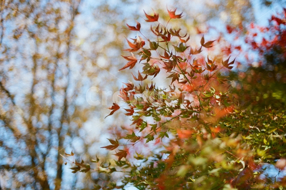 단풍,나무,겨울,풍경,계절,필름사진,자연,아름다운,생명,나뭇잎,붉은색,초록색,감성사짐,하늘,가을,계절,fall,autumn,season,식물,자연,plants,nature,감성,sensible,feeling,leaf,잎,plant,tree