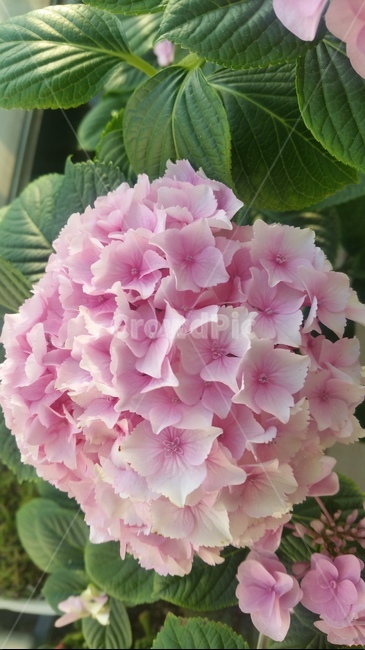 꽃,자연,플라워,색감,개화,flower,분홍,식물,자연,plants,nature,꽃,flower