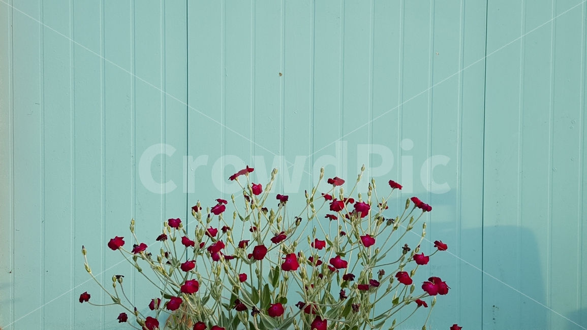 장고도,건물,식물,꽃,맑은날,아침,식물,자연,plants,nature,꽃,flower