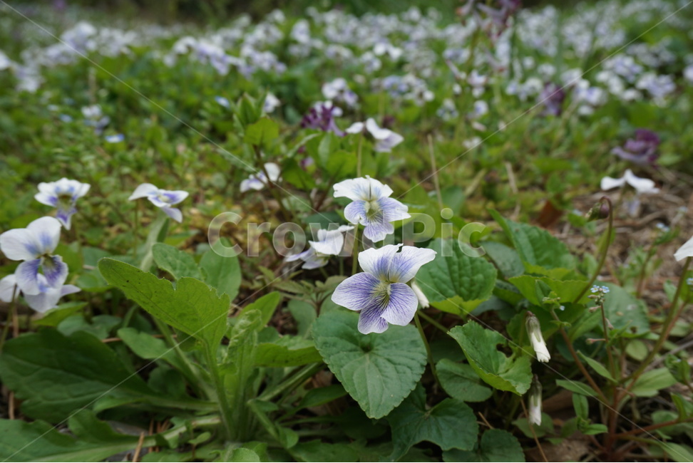폼,꽃,수목원,자연,풍경,식물,자연,plants,nature,꽃,flower