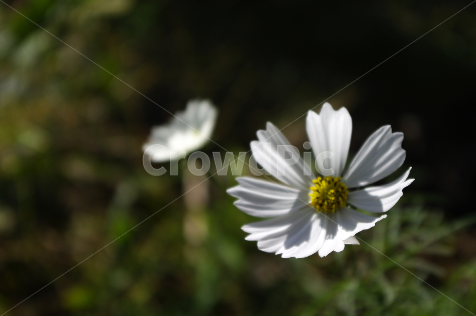 코스모스,꽃,가을,flower,식물,식물,자연,plants,nature,꽃,flower