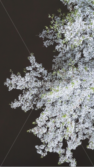 봄,벚꽂,밤하늘,배경화면,flower,night,spring,야경,밤,풍경,nightscape,night,landscape,식물,자연,plants,nature,꽃,flower,plant,cherry blossom,벚꽃,blossom