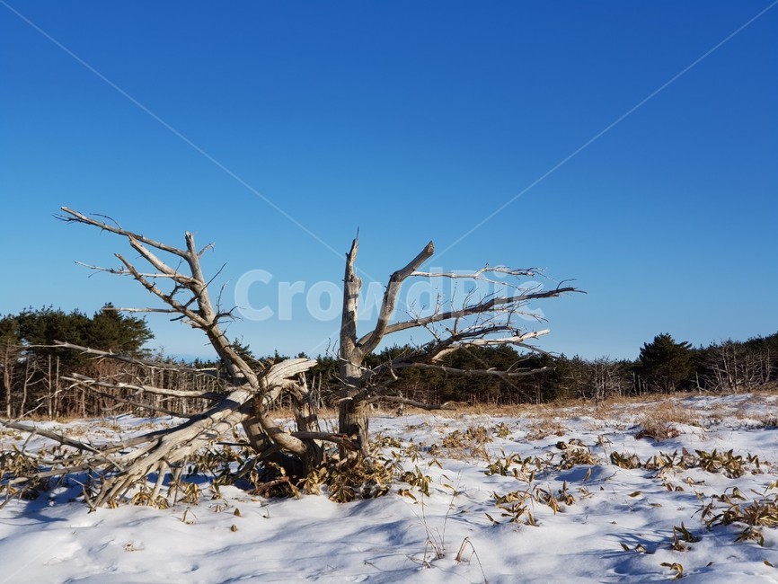 제주,한라산,설경,고사목,주목,겨울,계절,winter,season,자연,풍경,nature,landscape,wood,나무,tree,plant,식물,ground,바닥