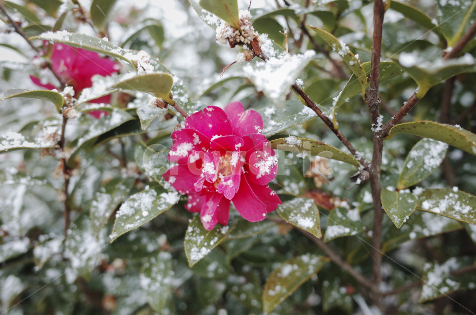 꽃,flower,blossom,red,redflower,빨간꽃,동백,동백꽃,camellia,nature,자연,outdoors,옥외,ice,snow,눈,눈내린꽃,눈쌓인꽃,식물,자연,plants,nature,꽃,flower