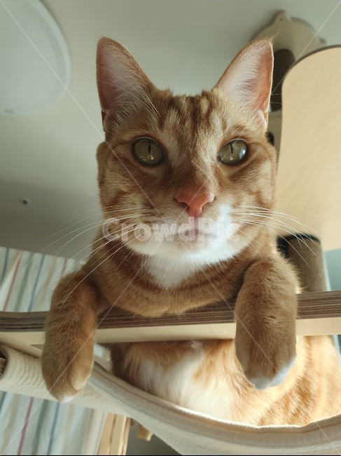 낮잠,휴식,cat,반려묘,광합성,고양이,애완동물,동물