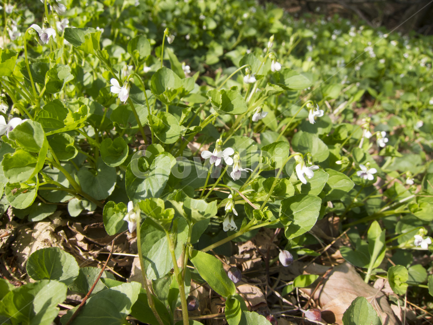 꽃,봄꽃,산속식물,flower,꽃밭,식물,자연,plants,nature,꽃,flower