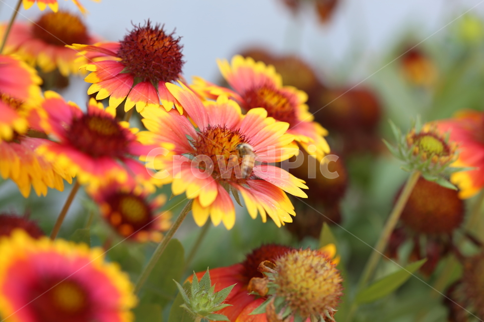 꽃,벌,꿀벌,식물,동물,자연,풍경,식물,자연,plants,nature,꽃,flower
