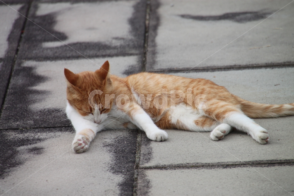 길거리,털손질,고양이,동물,cat