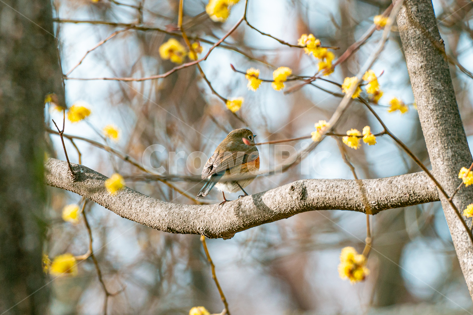 참새,새,동물,sparrow,bird,animal,동물,animal,조류,새,birds