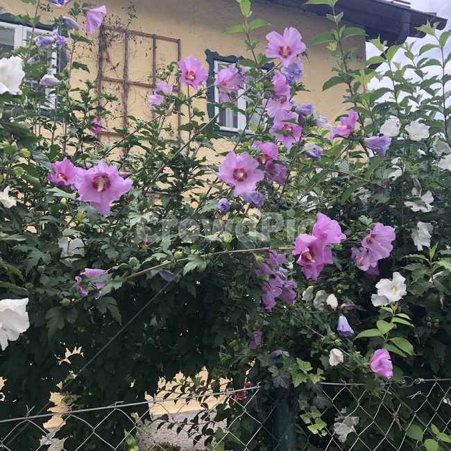 자연,식물,초록,nature,flower,꽃,힐링,테라스,무궁화,mugunghwa,roseofsharon,hibiscus,plants
