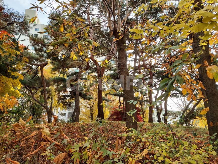 tree,식물,plant,나무,treetrunk,나무줄기,숲