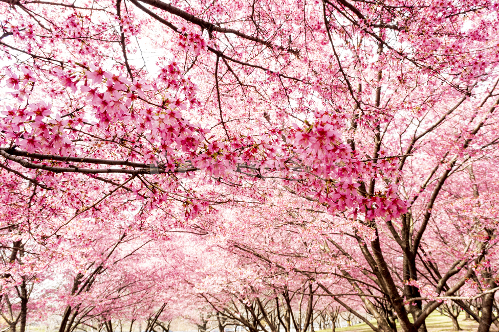 벚꽃,flower,꽃,blossom,cherryblossom,식물,plant,봄,핑크,분홍,나무,빛,햇빛,화사한,tres,cherry,sakura,pink,branch,sun,light,fresh,식물,자연,plants,nature,꽃,flower