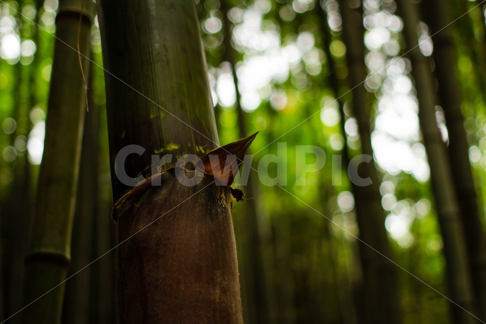 숲,forest,대나무,bamboo,식물,plant,자연,nature,풍경,보케,대나무숲,식물,자연,plants,nature,나무,trees,wood