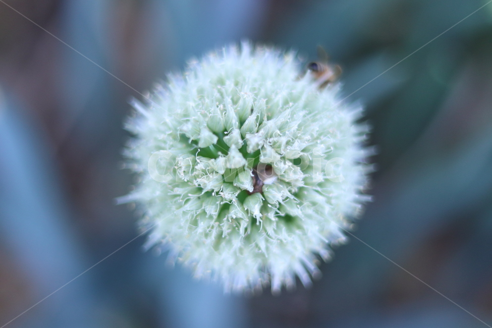꽃,대파,꿀벌,정원,자연,식물,자연,plants,nature,꽃,flower,감성,sensible,feeling