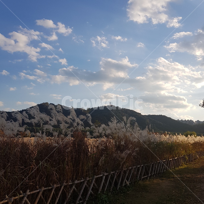 노을,갈대숲,갈대,일몰,붉은하늘,구름,산,가을,계절,fall,autumn,season,자연,풍경,nature,landscape,outdoors,옥외