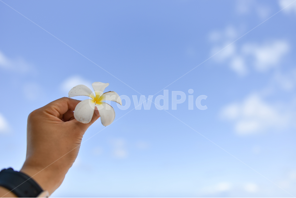 플루메리아,꽃,하늘,하와이,힐링,식물,자연,plants,nature,꽃,flower