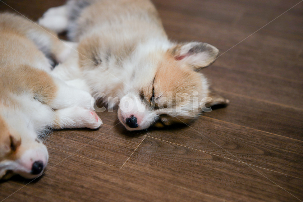 웰시코기,강아지,pet,dog,새끼강아지,동물,반려견,반려동물,doggy,잠,수면,졸림,애완동물,애완견