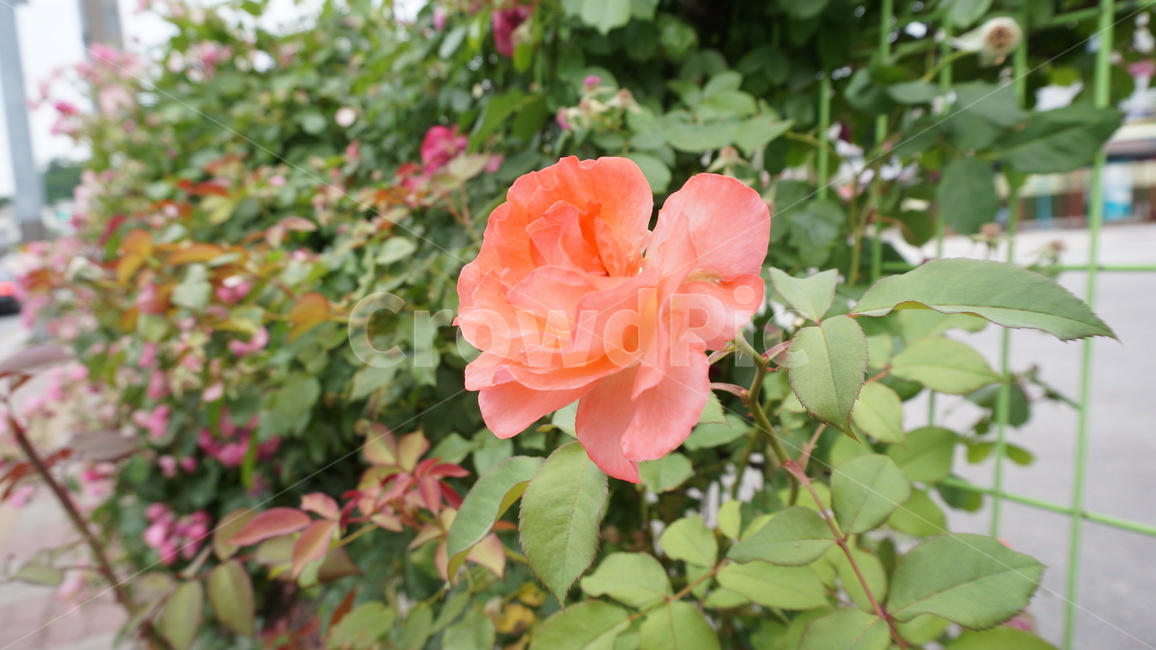 장미,flower,blossom,꽃,plant,식물,rose,감성사진,입춘,봄꽃,식물,자연,plants,nature,꽃,flower