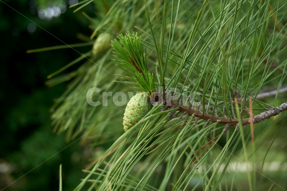 솔방울,소나무,나무,봄,열매,자연,푸른,풀,깨끗한,상쾌한,여름,땅,tree,pinecone,식물,자연,plants,nature