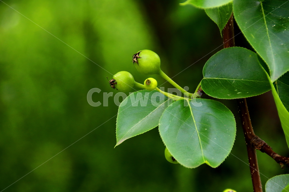 과일,열매,결실,풍경,배,식물,자연,plants,nature,과일,열매,fruit