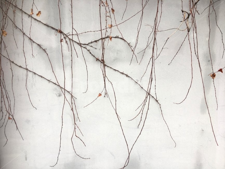담벼락,건축,배경,배경이미지,백그라운드,공백,빈칸,건물,시멘트,색,색깔,색채,콘크리트,벽,바닥,갈라지다,균열,디자인,바래다,평면,회색,인테리어,노천,야외,페인트,흰색,줄기,덩쿨,나무,목재,표면,담,담장,월페이퍼,흰,하얀,식물,패턴,빈티지,식물,자연,plants,nature