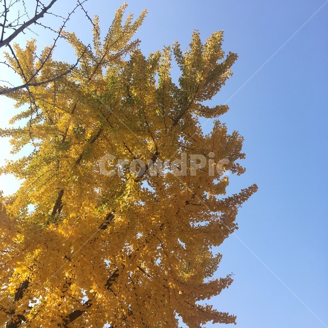 은행나무,가을,작년가을,자연,나무,가을,계절,fall,autumn,season,tree,plant,식물