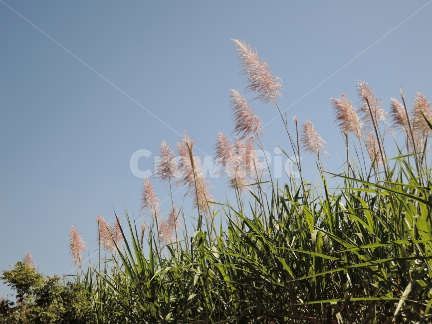 자연,하늘,사탕수수,풀,수수,바람,시골,시골길,숲,나무,초록,풍경,노을,오후,그림자,잎,잎파리,여름,sky,nature,sugarcane,wind,대자연,작물,농사,경작,갈대,갈대숲,수수한,가을,가을하늘,감성적인,감성,분위기,휴식,여행,힐링,쉼,여유,한적한,감성사진,landscape,식물,자연,plants,nature