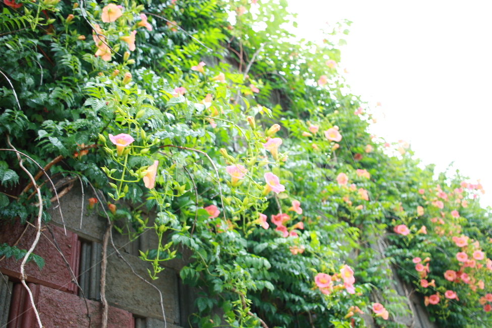 우중출사,장마,능소화,금등화,비방울,식물,자연,plants,nature,꽃,flower