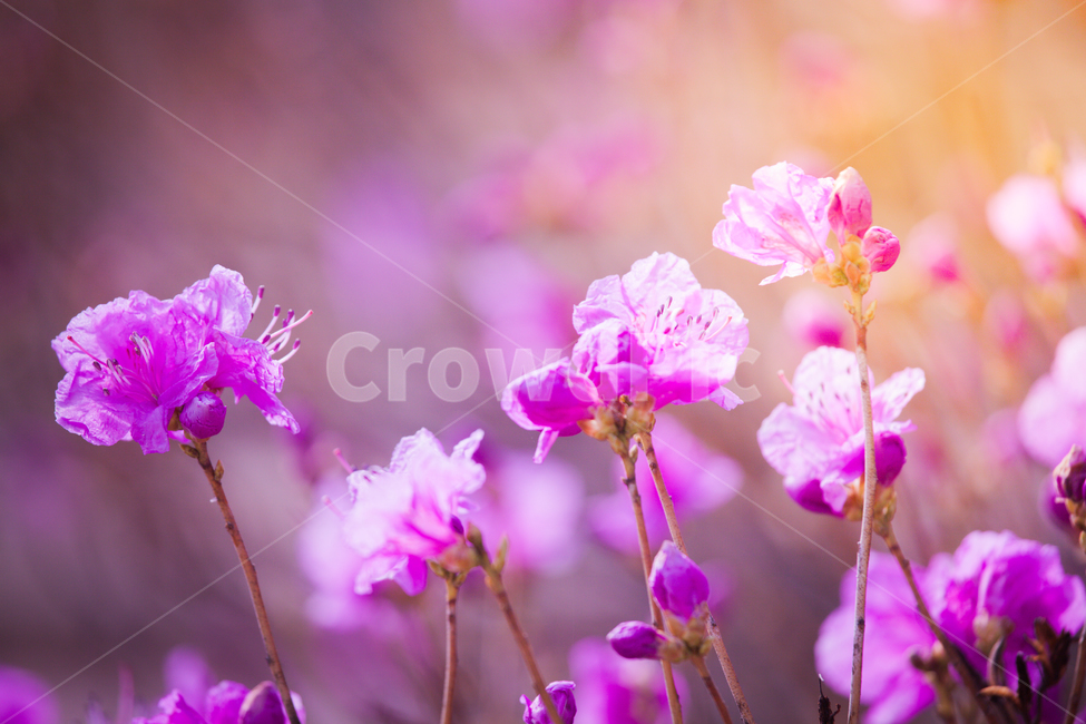 진달래,꽃,flower,blossom,식물,plant,봄,계절,spring,season,식물,자연,plants,nature,꽃,flower