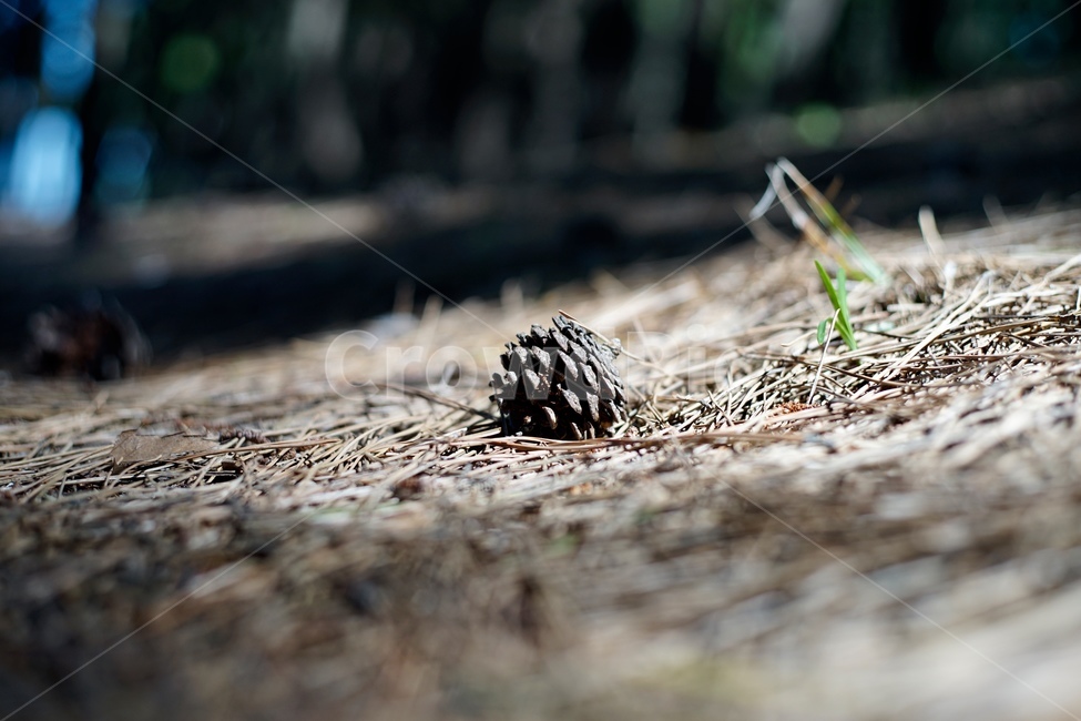 솔방울,솔밭,일상,숲,풍경,감성,emotion,자연,자연,풍경,nature,landscape,감성,sensible,feeling,ground,바닥,tree,나무,plant,식물