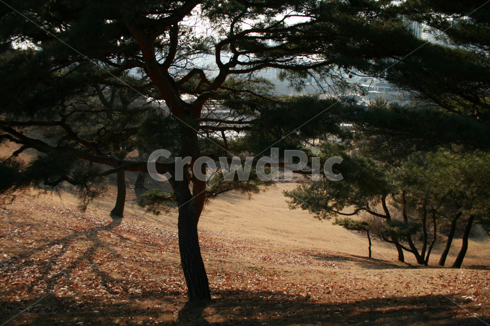 공원,나무,그늘,소나무,식물,겨울,식물,자연,plants,nature,나무,trees,wood
