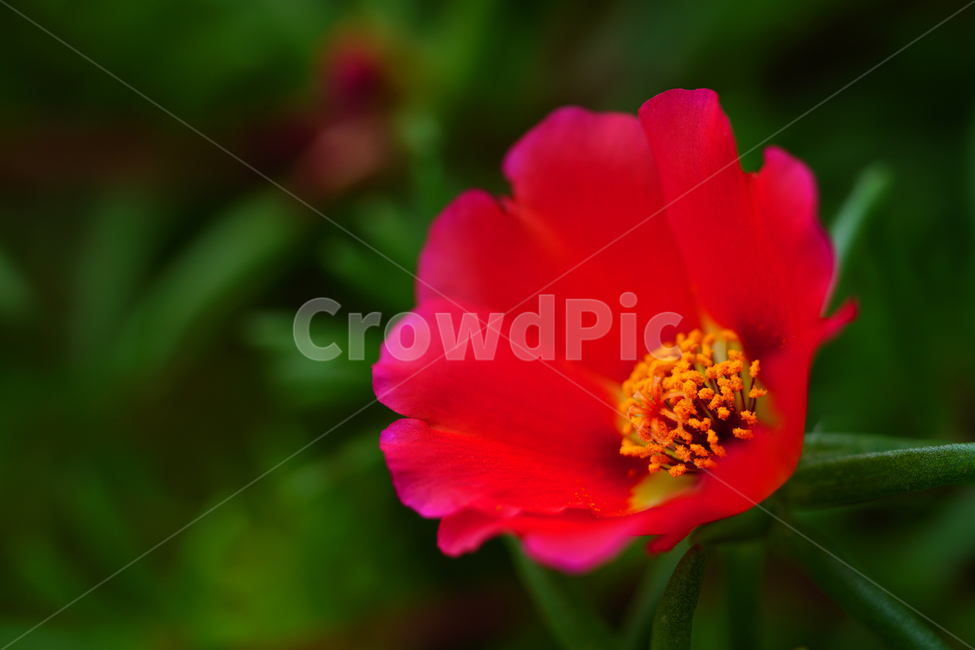 채송화,꽃,플라워,자연,여름꽃,flower,nature,여름,summr,6월,june,접사,macro,rosemoss,portulacagrandiflora,식물,plants,식물,자연,plants,nature,꽃,flower