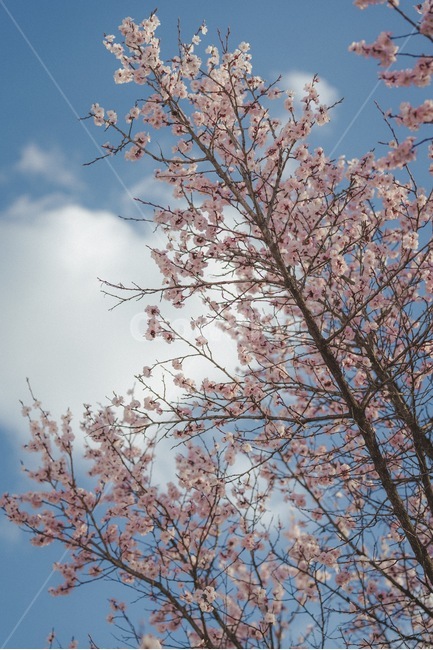 꽃,봄,벚꽃,설렘,사랑,연애,데이트,봄,계절,spring,season,식물,자연,plants,nature,꽃,flower,plant