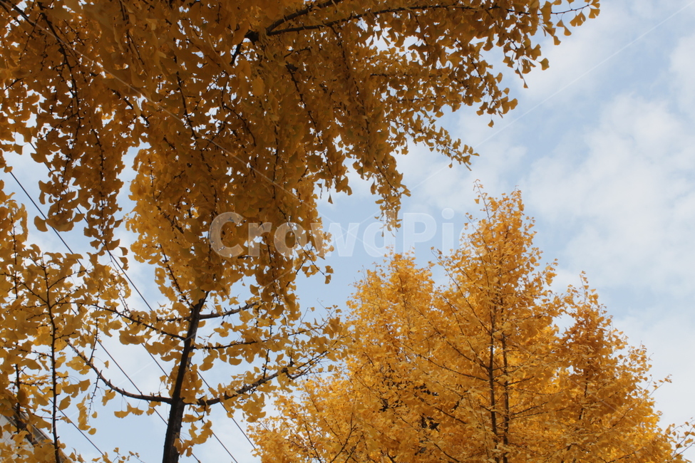 tree,나무,식물,단풍,가을,단풍나무,은행나무,가을,계절,fall,autumn,season,plant