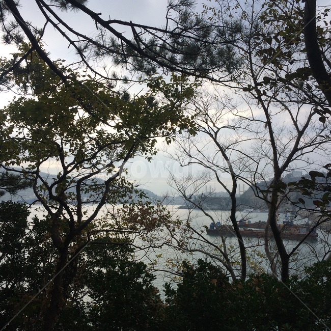 바다,sea,겨울,나무,추운,풍경,자연,풍경,nature,landscape,tree,plant,식물