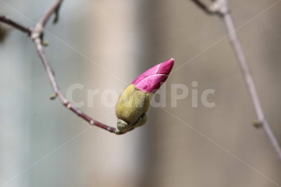 목련,자목련,봄,나무,자색,봄,계절,spring,season,식물,자연,plants,nature,꽃,flower,sprout,새싹,blossom,bud,싹,plant