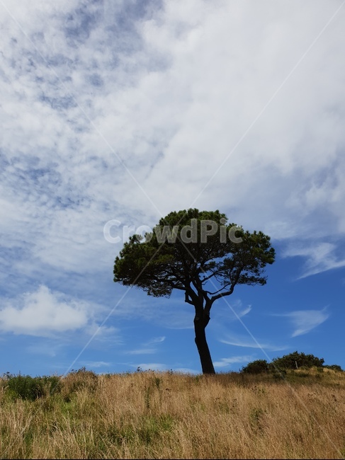 나무,자연,뉴질랜드,tree,nature,newzealand,구름,푸른하늘,하늘,clouds,sky,bluesky
